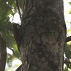 キンバネモリゲラ(Golden-olive Woodpecker)など