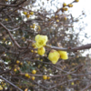 蝋梅の花ひらく　１２月３０日