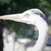 GW家族サービス第１弾！東山動物園に行った。子供そっちのけで動物の写真を激写してきた。