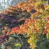 筑波山の紅葉・・・はまだ少し早かったです ※20231114時点