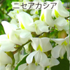 植物の多様な世界_03_マメ科の花と葉