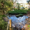 関さんの森 湧水池（千葉県松戸）