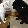 【白猫黒猫：里親募集】兄貴分に説教されるの巻(まだまだ子どもです)【東京神奈川近郊】 #neko #tokyo #kanagawa