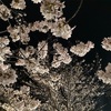 凪の夜桜