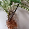 植物の生命力に、更に驚く！ 