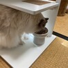 早起きして元気におもちゃ遊びしたふくちゃん