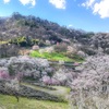 【長野県北安曇郡池田町】桜仙峡・陸郷の山桜 2018.4.8