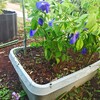 バタフライピーの育て方｜種まきから植え付けまで失敗しないコツ