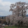 2023.4.2 戸津辺の桜～桜並木～Shiroカフェ