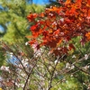 紅葉と冬桜「天徳院」
