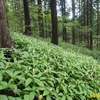 シカが嫌いな植物－253．テンニンソウ－