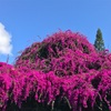 ブーゲンビリア Bougainvillea