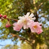 22年2月の平野神社のお話。