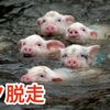 ブタ脱走