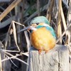 カワセミ   Common Kingfisher