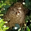 新城市で垣根の中にできたスズメバチの巣を駆除してきました