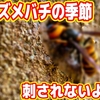 【ヤバイ】秋になったら虫が大量に出現するようになった！
