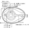 夫の語る卵アレルギー論に騙されかけた（産後9ヶ月）