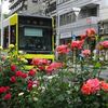 大塚のバラ