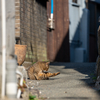 周南諸島のねこさん