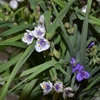 珍しい白花の紫露草