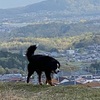 次亜塩素酸水を試してみた--