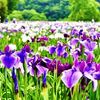 梅雨の頃の代表的な花