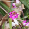 猿山岬2019年「雪割草」（その３）