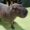 癒されちゃってください(*‘∀‘)