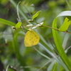湧き水を薪で焚く暮らし＆除草した園地に開くマルチシート＆空を飛ぶ？サトクダマキモドキ♪