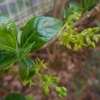 春の植物Ⅳ
