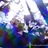 【色々Bokeh】2021桜＠東京