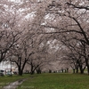 境の水辺桜づつみ・・