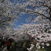 フォト・ライブラリー(254)京都の桜2012〜後半