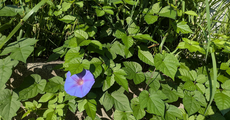 夏（秋）の熊本滞在も終了です／大楠亭の思い出