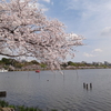 千波湖畔の桜