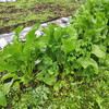 雨が降るまで草刈り＆ヤンマーNT65Kを修理する