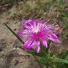 レイコウ（麗晃）。どこでも咲いているピンク色の松葉菊。