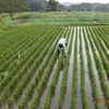 （３６７）ドイツから学ぶ未来（１０）何故農的暮らしに拘るのか・ワイマール共和国（官僚支配）からドイツ連邦共和国（官僚奉仕）への民主的革命（２）