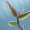 Dendrobium aphyllum　斑入り