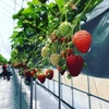 いちご狩り🍓