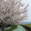２０２４ 桜を見る ～ 宇治田原から平城宮跡