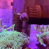 シッタカガイをお迎え