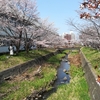 札幌にだって桜はあるさ、