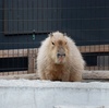 2015春・思い付きで巡る東京 その1―上野動物園と横浜の夜