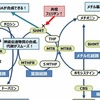 精神病の原因メチレーション回路の改善