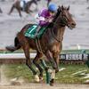 競馬初心者必見☆馬券予想🔥〜根岸S〜ダート転向で力を発揮する！