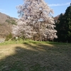 秋山の駒ザクラ（福島県・川俣町）～東北・夢の桜街道１９番礼所～