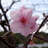 秋桜？