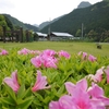 花と風景